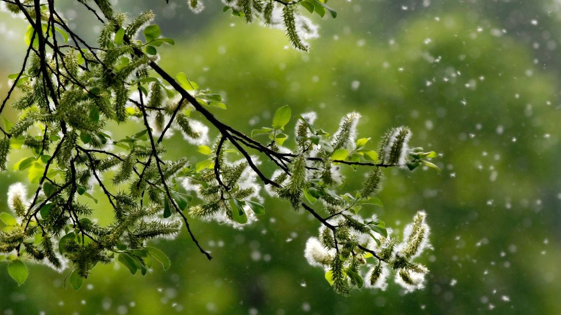 Auslöser für Heuschnupfen: Pollen werden von blühendem Baum geweht