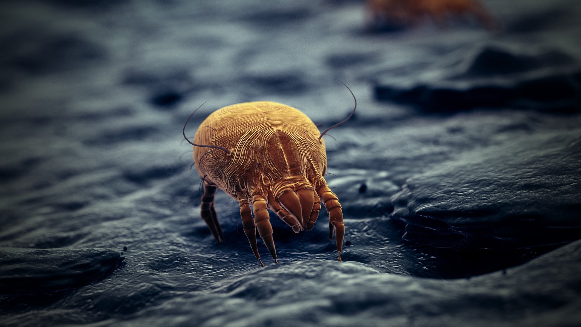 Milben leben im Hausstaub und in Textilien und können Hausstaubmilbenallergien auslösen.
